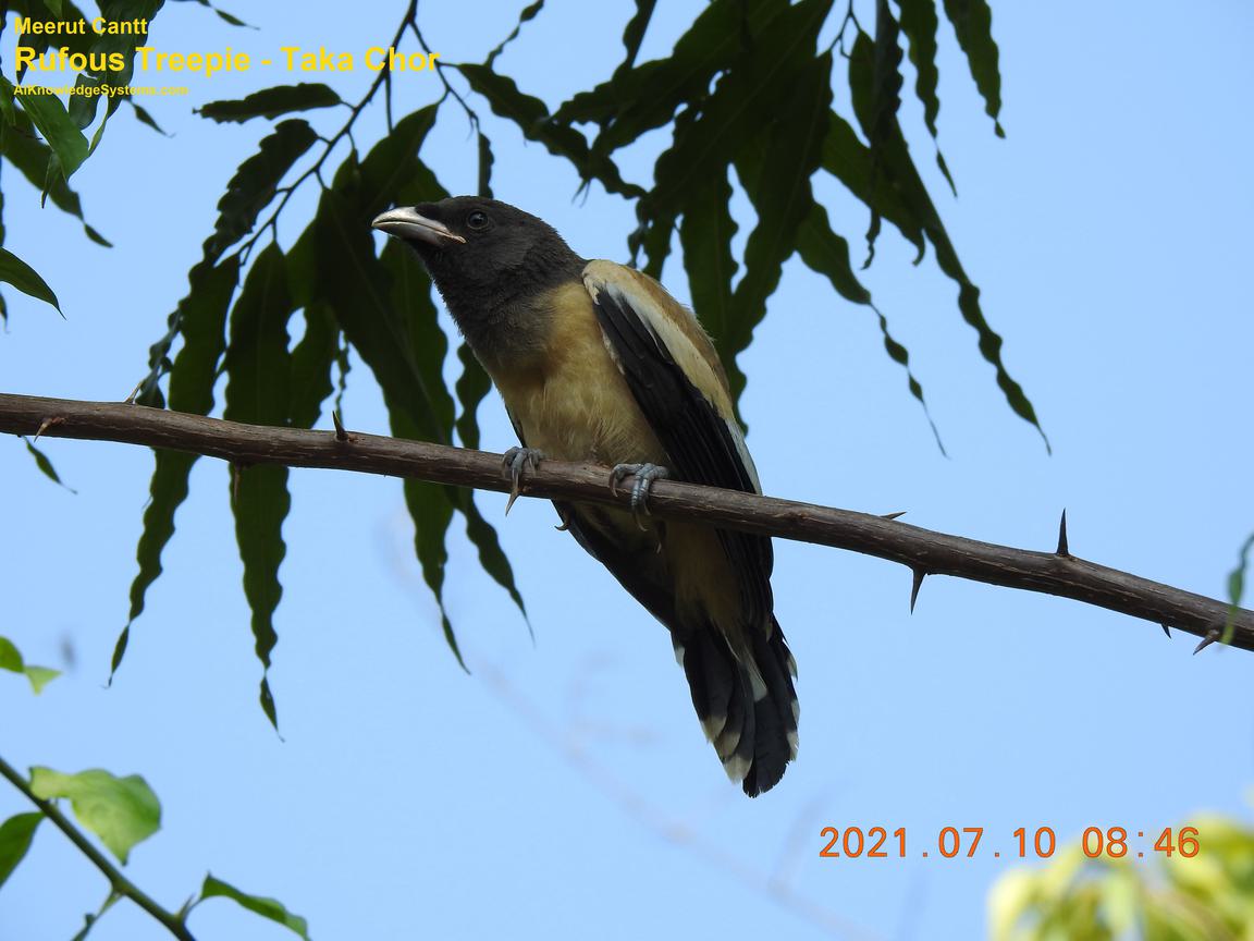 Rufous Treepie (66) Coming Soon